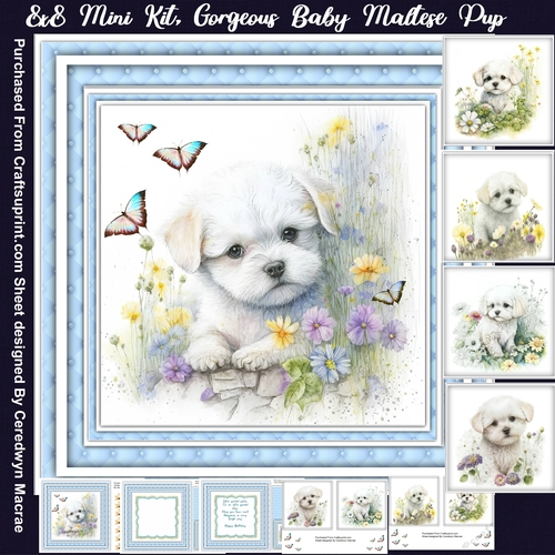 8x8 Mini Kit, Gorgeous  Baby Maltese Pup