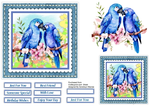 6x6 Beautiful Love Parrots
