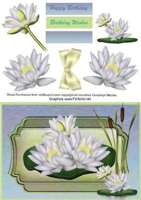 Beautiful Lily Pond