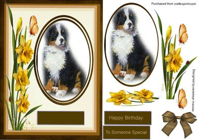 Beautiful Burmeese Dog and Dafodills