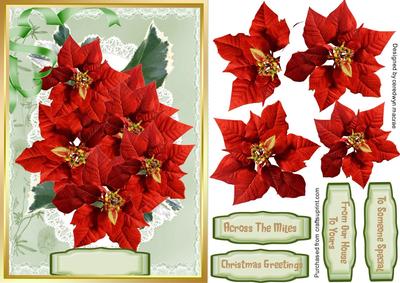 Lovely Christmas Poinsettias
