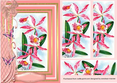 Beautiful White and Pink Orchids