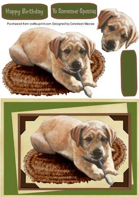 Lovely Labradore Pupp