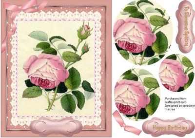 Lovely Pyramid Cabbage Rose 