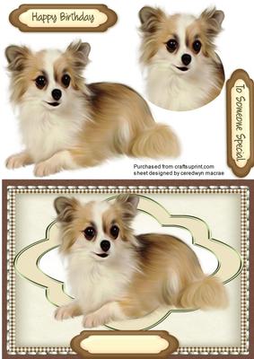 Beautiful Chihuahua Pup