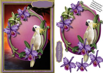 Beautiful Paradise Parrot 