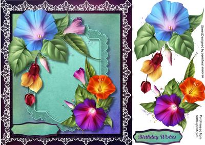Beautiful Morning Glory Too