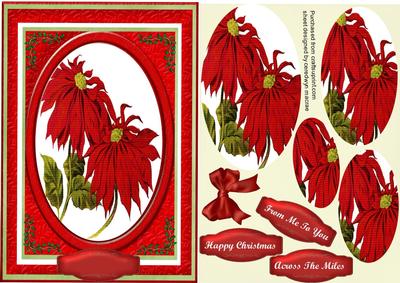 Lovely Christmas Poinsettias 