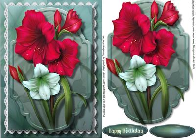 Stunning Amaryllis on Fine Lace 