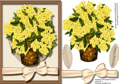 Beautiful Pot of Mimosa 
