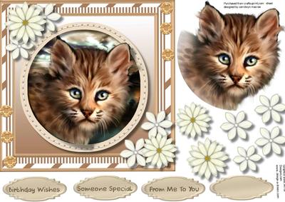 Beautiful Wildcat Kitten 