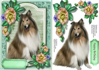 Beautiful Border Collie with Camellias 