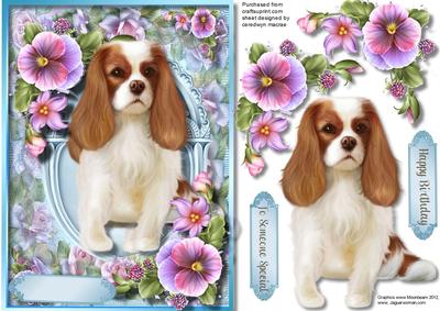 Beautiful King Charles Spaniel with Pansy's 
