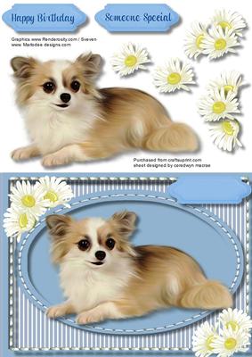 A Beautiful Chihuahua Dog 