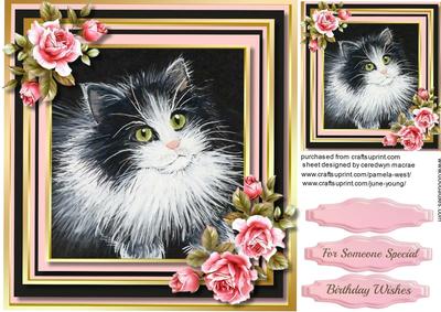 Beautiful Black and Whit Kitten and Pink Roses 