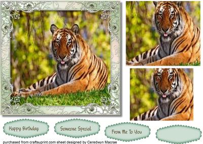 Beautiful Tiger in the Forest, Pyramid