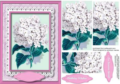 Beautiful White Hydranger in a Pink Frame 