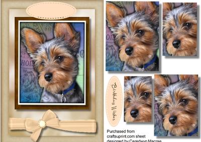 Beautiful Yorkshire Terrier Pup , Pyramid 