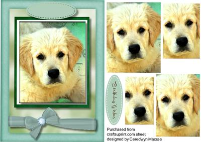 Beautiful Labrador Pup , Pyramid