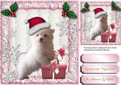 Lovely Maltese in His Christmas Hat 