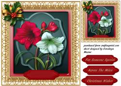 Beautiful Christmas Ammaryllis
