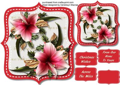 Beautiful Festive Christmas Amaryllis 