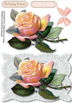 A5 Beautiful Peach Rose on Eucra Lace 