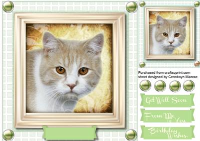 Lovely Beige and White Kitty on a Green Board 