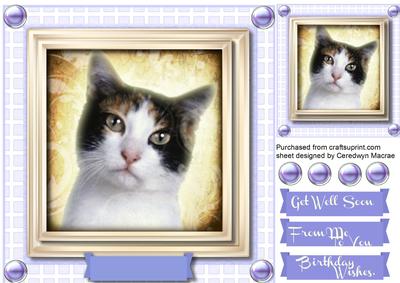 Lovely Black and White Kitty on a Lilac Board