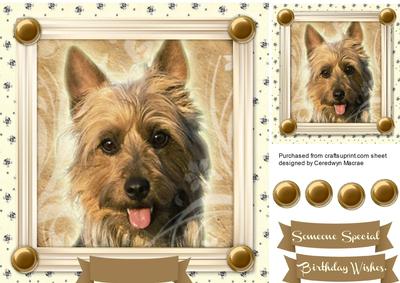 Lovely Yorkshire Terrier in a Gold Frame 