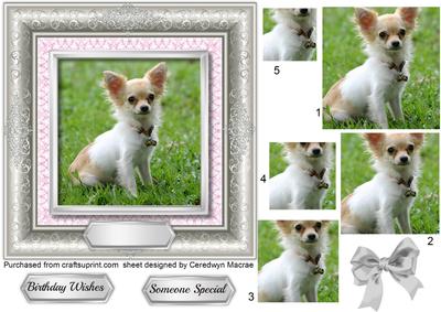 Lovely Little Chihuahua, in a Silver Frame , Pyramid 