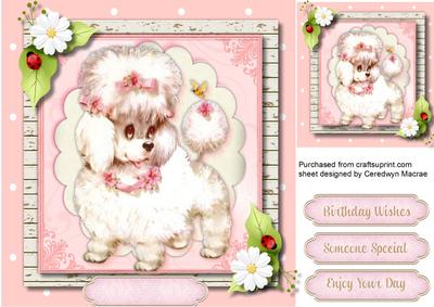 Adorable Little French Poodle 