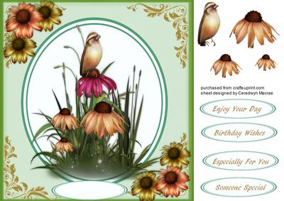 Lovely Bird on Cone Flowers 