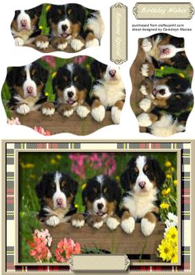 Cute Eny- Meany- and Mo , Trio of Pups