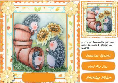 Pots of Hedgehog Love 