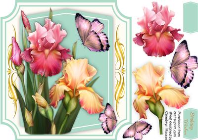 Lovely Blush Irises and Butterfly's
