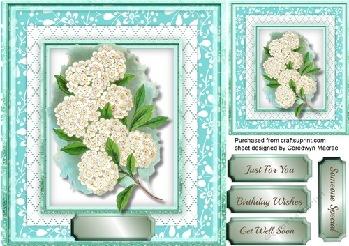 Beautiful White Flowers in a Aqua Frame 