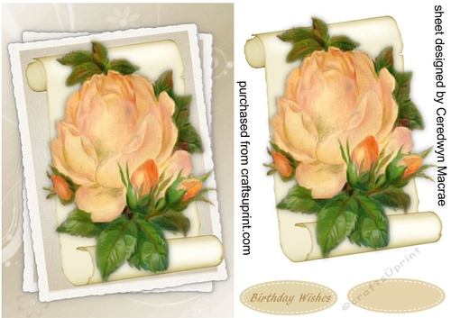Beautiful Apricot Rose on parchment Scroll 1