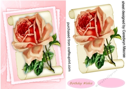 Beautiful pink roses on parchement scroll 2