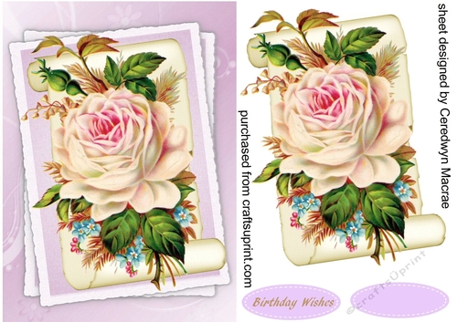 Beautiful Cream ros on Parchment Scroll 4