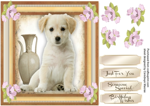 Beautiful Labradour Pup