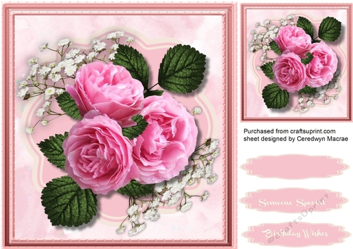 Beautiful Pink Roses on Babys 