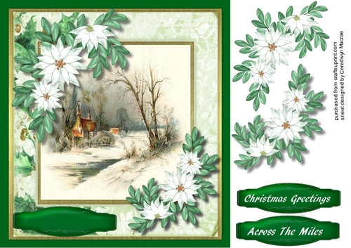 Beautiful Christmas Scene and White Poinsettias 