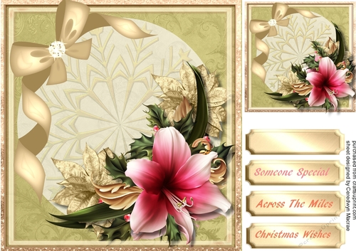 Beautiful Christmas Amaryllis 