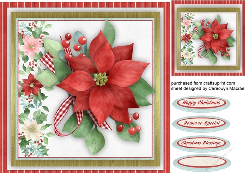 Beautiful Christmas Poinsettia 
