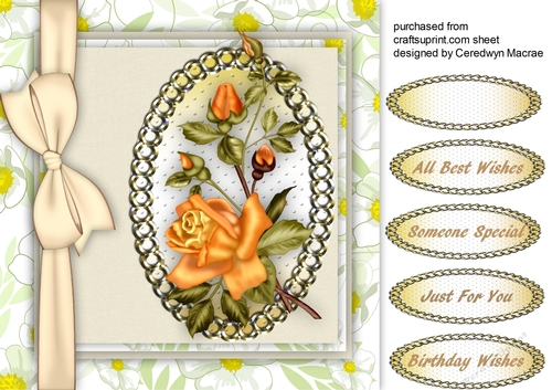 Beautiful Yellow  rambling Rose   1,
