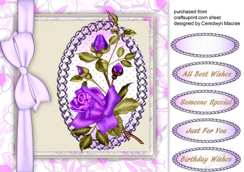 Beautiful Lilac rambling Rose 2