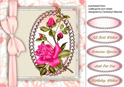 Beautiful Pink rambling Rose 3