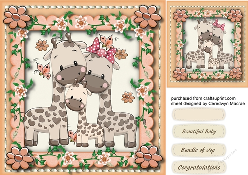 Cute  Family of Giraffe