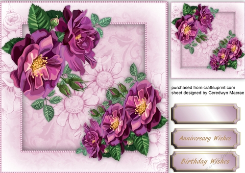 Beautiful Maurve Roses 